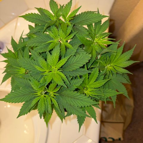 Serious Happiness growlog timeline photo