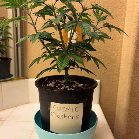 Cosmic Crashers growlog timeline photo
