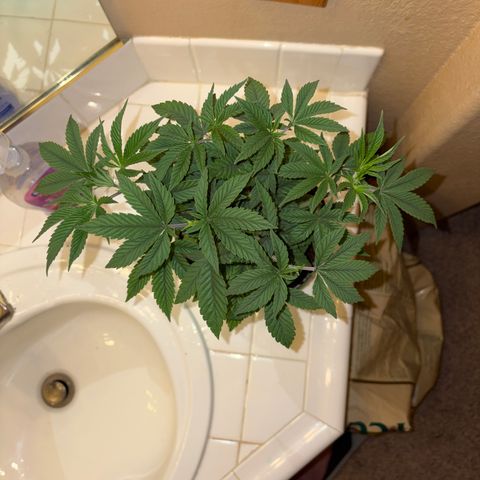 Cosmic Crashers growlog timeline photo