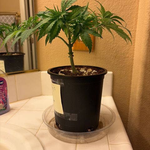 Rickey’s Hash Plant  growlog timeline photo