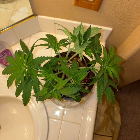 Rickey’s Hash Plant  growlog timeline photo