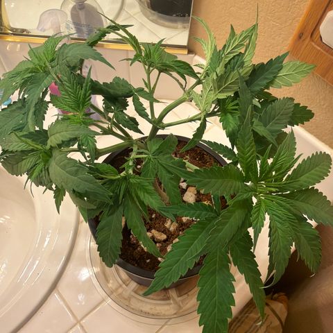 Rickey’s Hash Plant  growlog timeline photo