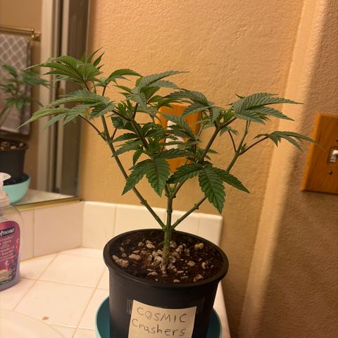 Cosmic Crashers growlog timeline photo