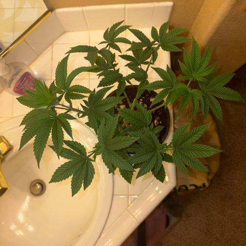 Cosmic Crashers growlog timeline photo