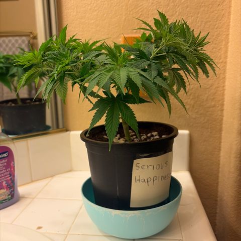 Serious Happiness growlog timeline photo