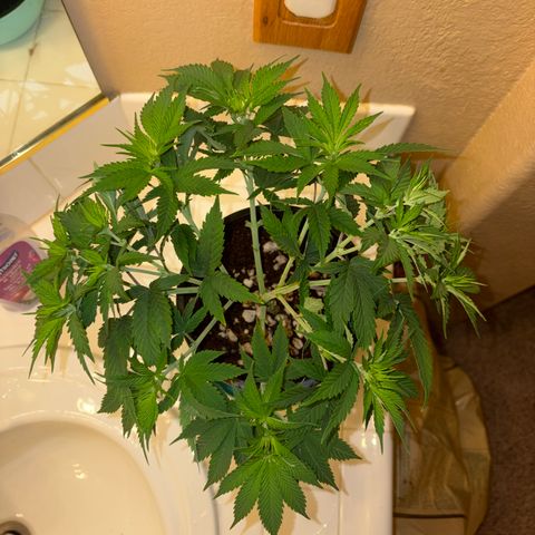 Serious Happiness growlog timeline photo