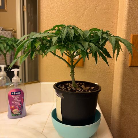 Rickey’s Hash Plant  growlog timeline photo