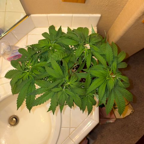 Rickey’s Hash Plant  growlog timeline photo