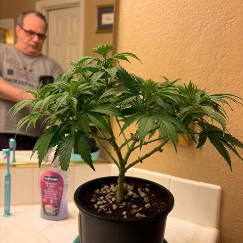 Serious Happiness growlog timeline photo