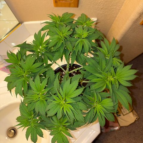 Serious Happiness growlog timeline photo