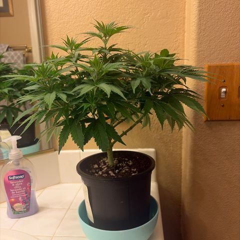Serious Happiness growlog timeline photo
