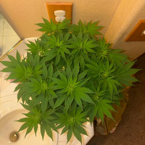 Serious Happiness growlog timeline photo