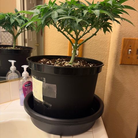 Rickey’s Hash Plant  growlog timeline photo