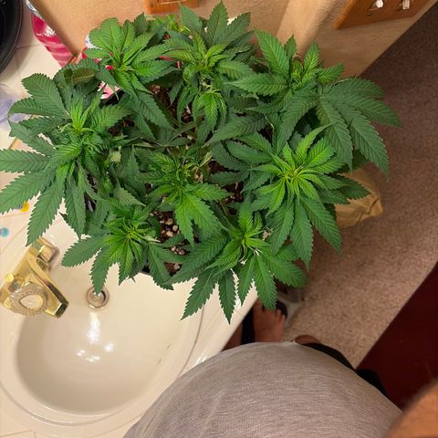 Rickey’s Hash Plant  growlog timeline photo