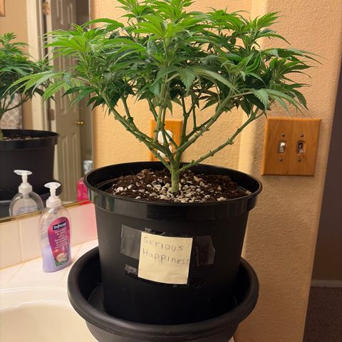 Serious Happiness growlog timeline photo