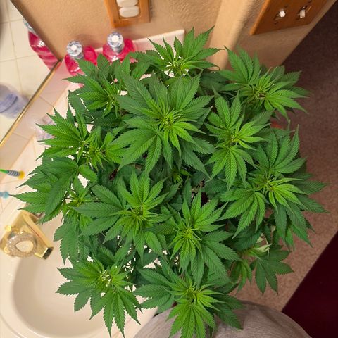 Serious Happiness growlog timeline photo