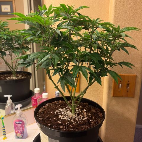 Cosmic Crashers growlog timeline photo