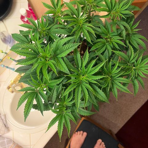 Cosmic Crashers growlog timeline photo