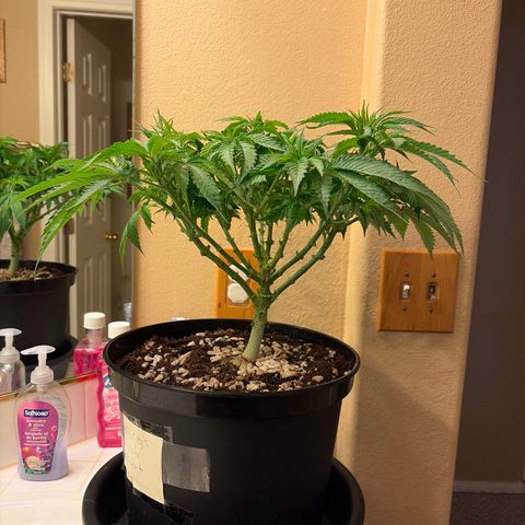 Rickey’s Hash Plant  growlog timeline photo