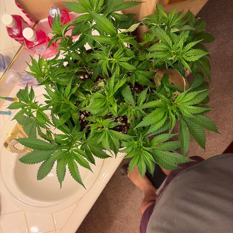 Rickey’s Hash Plant  growlog timeline photo