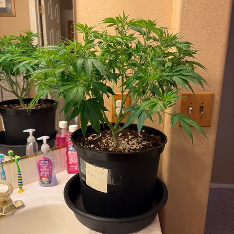 Serious Happiness growlog timeline photo
