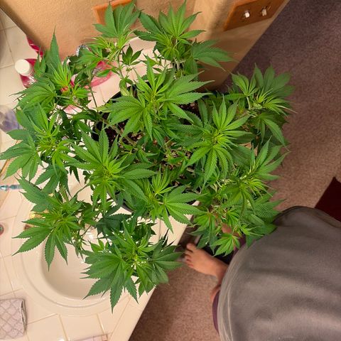 Serious Happiness growlog timeline photo