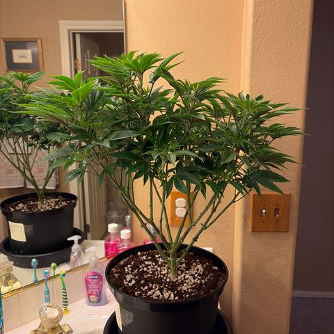 Cosmic Crashers growlog timeline photo