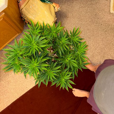 Cosmic Crashers growlog timeline photo