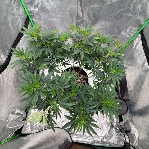 Cosmic Crashers growlog timeline photo