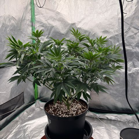 Cosmic Crashers growlog timeline photo