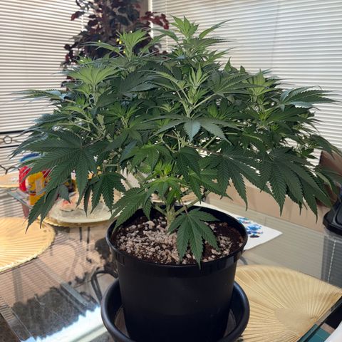 Serious Happiness growlog photo: Prior to lollipop and defoliation 