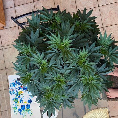 Serious Happiness growlog timeline photo