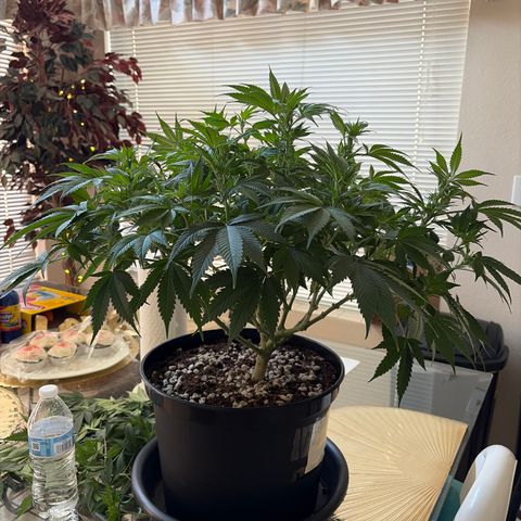 Serious Happiness growlog timeline photo