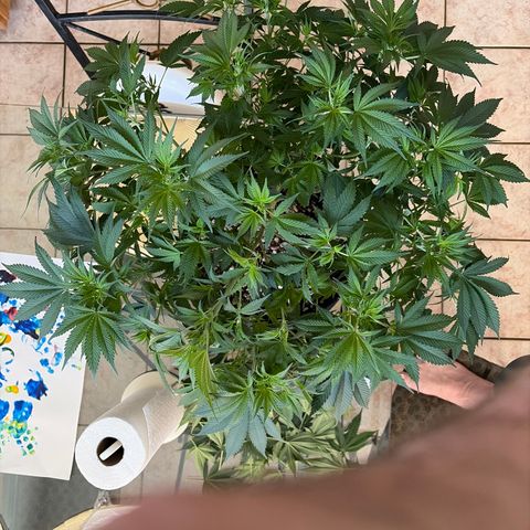 Serious Happiness growlog timeline photo
