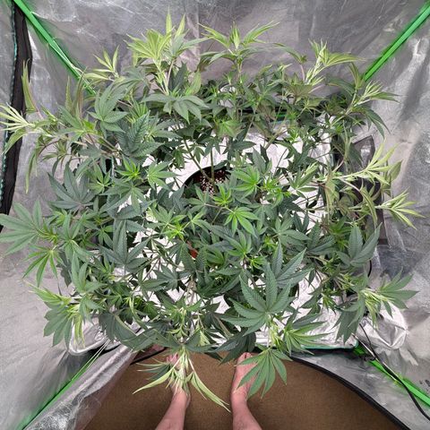 Cosmic Crashers growlog timeline photo