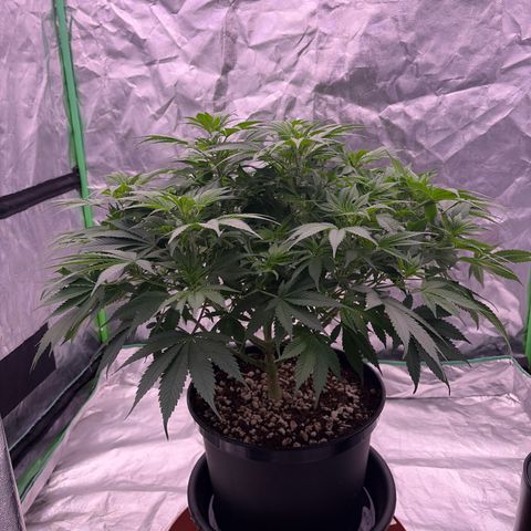 Serious Happiness growlog timeline photo