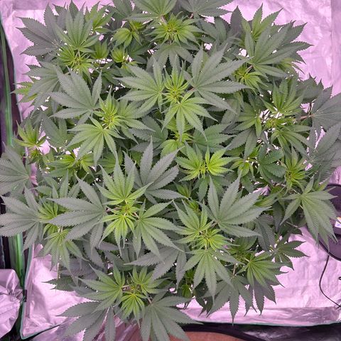 Serious Happiness growlog timeline photo