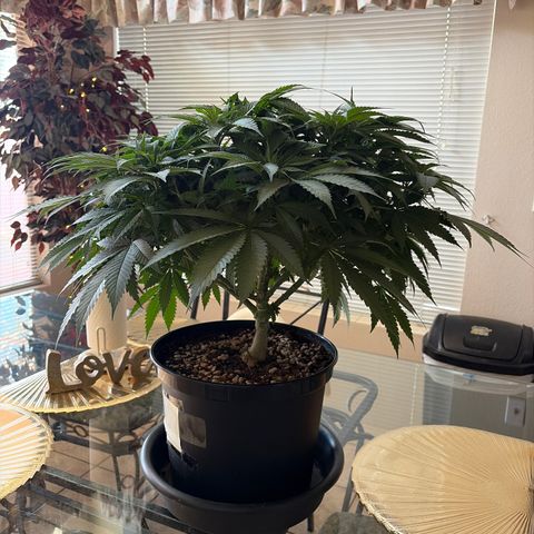 Rickey’s Hash Plant  growlog timeline photo