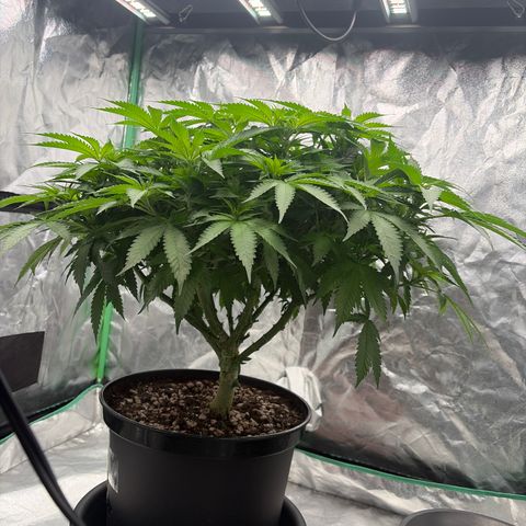 Rickey’s Hash Plant  growlog timeline photo