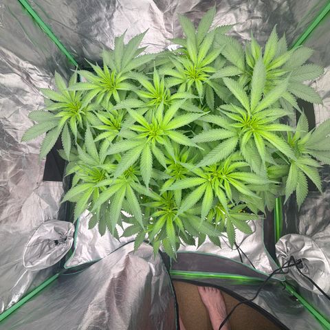 Rickey’s Hash Plant  growlog timeline photo