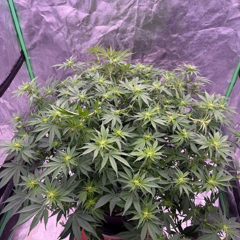 Serious Happiness growlog photo: Immediately post heavy defoliation and supercropping 