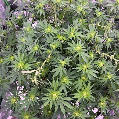 Serious Happiness growlog photo: Immediately post heavy defoliation and supercropping 