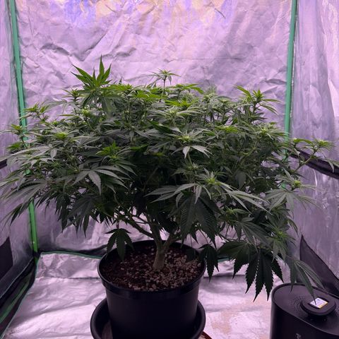 Serious Happiness growlog photo: Immediately post heavy defoliation and supercropping 
