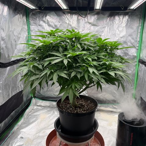 Rickey’s Hash Plant  growlog photo: Before defoliating 