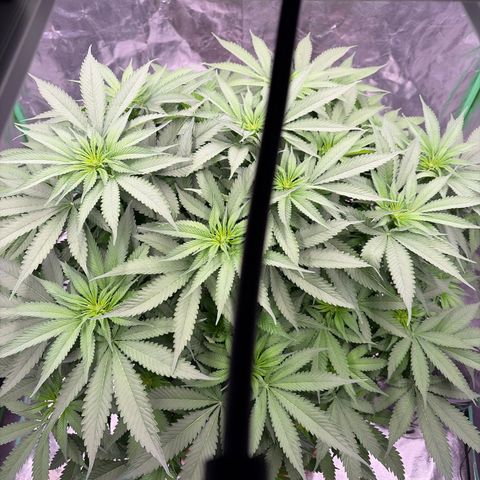 Rickey’s Hash Plant  growlog photo: Before defoliating 