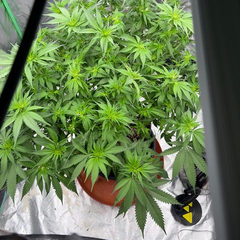 Rickey’s Hash Plant  growlog photo: After defoliating 