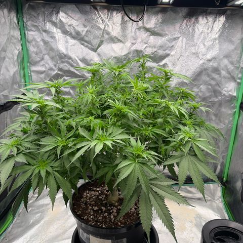 Rickey’s Hash Plant  growlog photo: After defoliating 