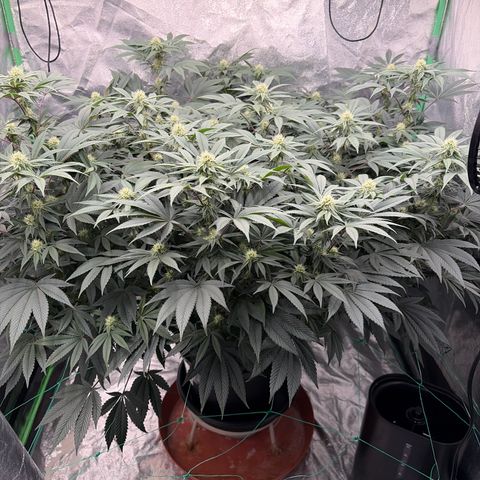 Cosmic Crashers growlog timeline photo