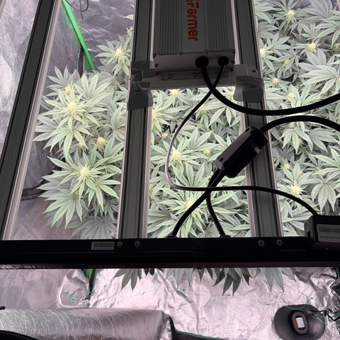 Cosmic Crashers growlog timeline photo