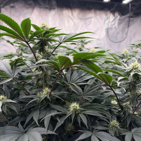 Cosmic Crashers growlog timeline photo